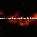 Pregunta: Cómo cosechar semillas de bálsamo de abeja