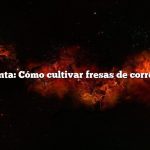 Pregunta: Cómo cultivar fresas de corredores