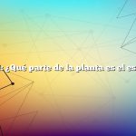 Pregunta: ¿Qué parte de la planta es el espárrago?