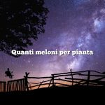 Quanti meloni per pianta