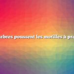 Quels arbres poussent les morilles à proximité