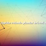 Respuesta rápida: cuándo plantar brócoli en Virginia