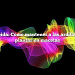 Respuesta rápida: Cómo mantener a las ardillas fuera de sus plantas en macetas