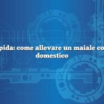 Risposta rapida: come allevare un maiale come animale domestico