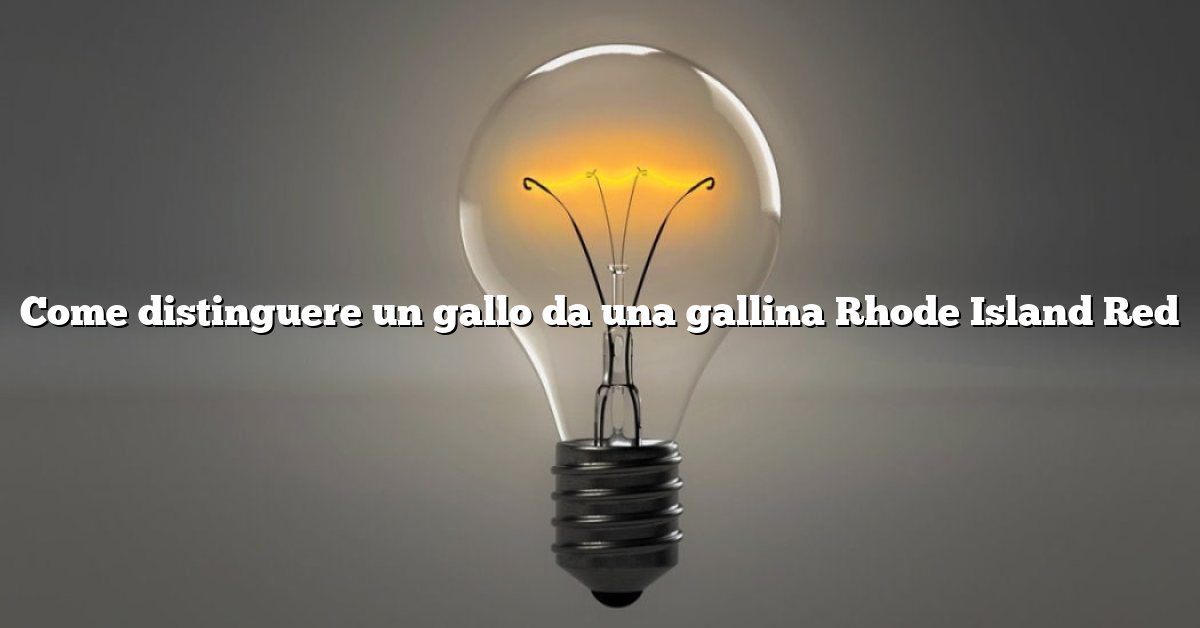 Come distinguere un gallo da una gallina Rhode Island Red