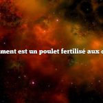Comment est un poulet fertilisé aux œufs