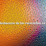 Cómo deshacerse de las cucarachas en Hawai