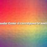 Domanda: Come si raccolgono le noci nere