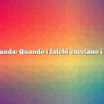 Domanda: Quando i falchi cacciano i polli