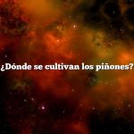 ¿Dónde se cultivan los piñones?