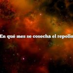 ¿En qué mes se cosecha el repollo?