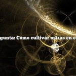 Pregunta: Cómo cultivar ostras en casa