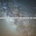 ¿Qué comen las lombrices de tierra en cautiverio?