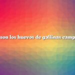 ¿Qué son los huevos de gallinas camperas?