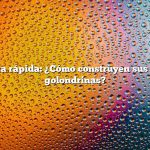 Respuesta rápida: ¿Cómo construyen sus nidos las golondrinas?