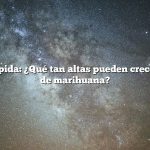 Respuesta rápida: ¿Qué tan altas pueden crecer las plantas de marihuana?