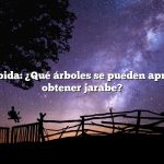 Respuesta rápida: ¿Qué árboles se pueden aprovechar para obtener jarabe?