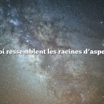 à quoi ressemblent les racines d’asperges