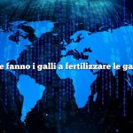 Come fanno i galli a fertilizzare le galline