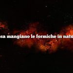 Cosa mangiano le formiche in natura