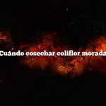 Cuándo cosechar coliflor morada