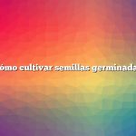 Cómo cultivar semillas germinadas