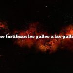¿Cómo fertilizan los gallos a las gallinas?