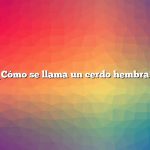 ¿Cómo se llama un cerdo hembra?