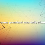 Domanda: come prendersi cura delle piante di zucca