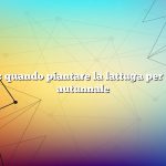 Domanda: quando piantare la lattuga per il raccolto autunnale