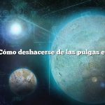 Pregunta: Cómo deshacerse de las pulgas en el sótano