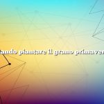 Quando piantare il grano primaverile
