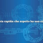 Risposta rapida: che aspetto ha una cisterna