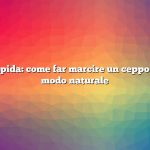 Risposta rapida: come far marcire un ceppo d’albero in modo naturale