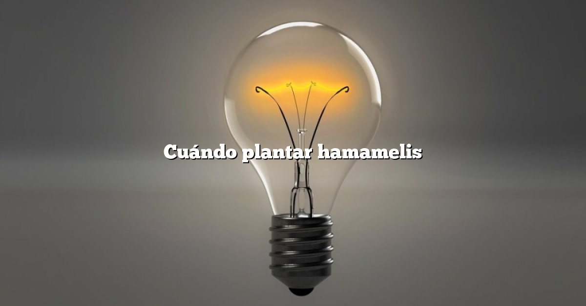 Cuándo plantar hamamelis