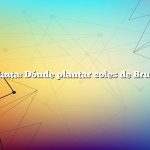 Pregunta: Dónde plantar coles de Bruselas
