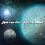 ¿Qué tan alto crece la coliflor?