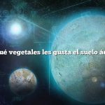¿A qué vegetales les gusta el suelo ácido?