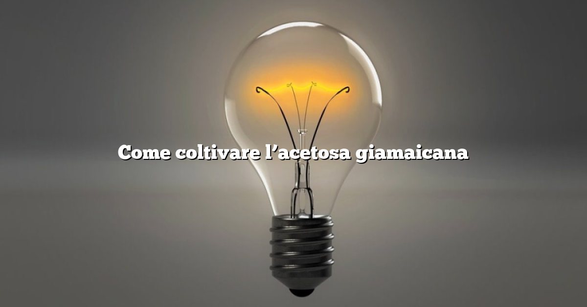 Come coltivare l’acetosa giamaicana