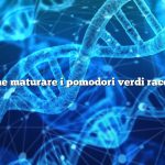 Come maturare i pomodori verdi raccolti