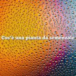 Cos’è una pianta da semenzale
