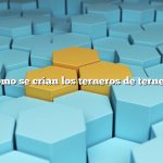 ¿Cómo se crían los terneros de ternera?