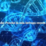 Domanda: Perché la mia lattuga cresce dritta?