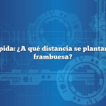 Respuesta rápida: ¿A qué distancia se plantan bastones de frambuesa?