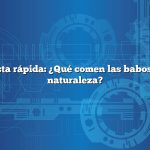 Respuesta rápida: ¿Qué comen las babosas en la naturaleza?