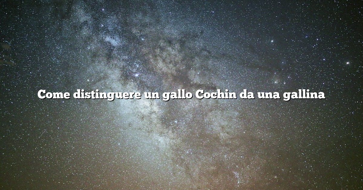 Come distinguere un gallo Cochin da una gallina