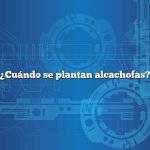 ¿Cuándo se plantan alcachofas?