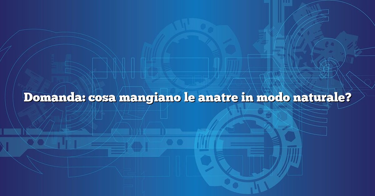 Domanda: cosa mangiano le anatre in modo naturale?