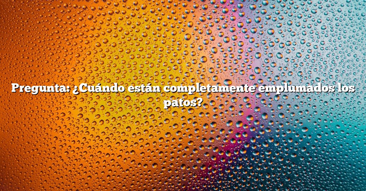 Pregunta: ¿Cuándo están completamente emplumados los patos?