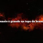 Quanto è grande un topo da branco